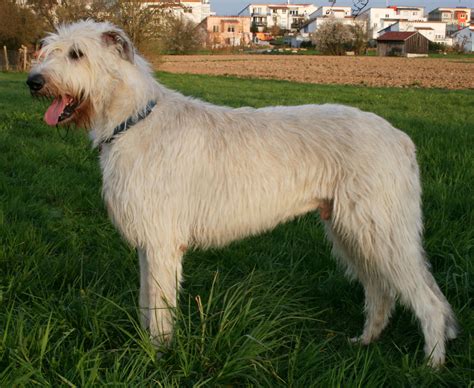 Irish Wolfhound Dog Breed » Information, Pictures, & More