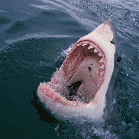 Largest Great White Shark Attack