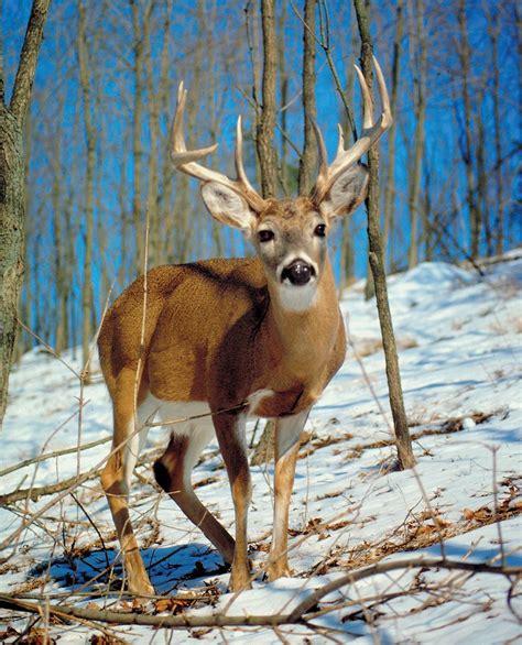 Deer | Characteristics, Species, Types, Family, & Facts | Britannica