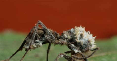 Absurd Creature of the Week: The Zombie Ant and the Fungus That ...