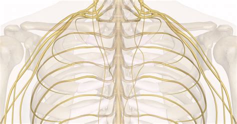 Trochlear nerve Definition, Test, Pathway, Palsy - Health Care Tips and ...