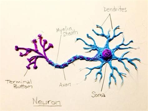 louis on Twitter | Neurons, Neuron model, Cell model project