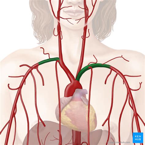 [DIAGRAM] Diagram Of Subclavian Vein - WIRINGSCHEMA.COM