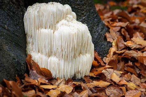 How to Grow Lion's Mane Mushrooms - Plant Instructions