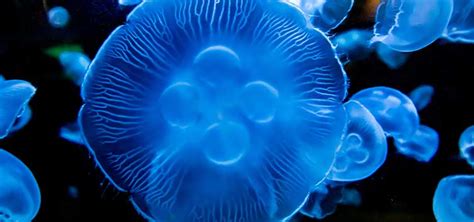 Jellyfish Feeding Problems & Solutions | TFH Magazine