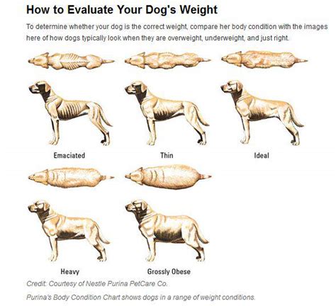 Dog Thyroid Problem or Dog Obesity - Fidose of Reality