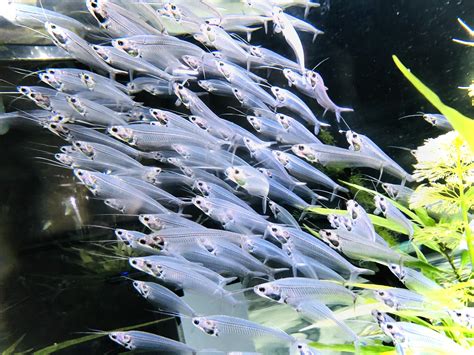 Glass catfish schooling in an aquarium : r/Aquariums