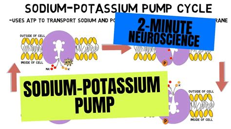 Sodium Potassium Pump Diagram