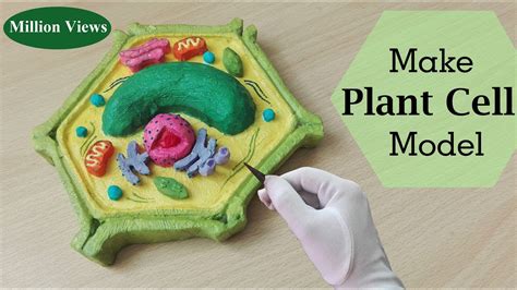 Plant Cell 3d Model Clay