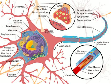 Nerve Cell Diagram - ClipArt Best