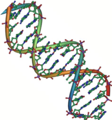 Dna Double Helix