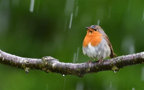 Can Birds Fly in the Rain? | Wonderopolis