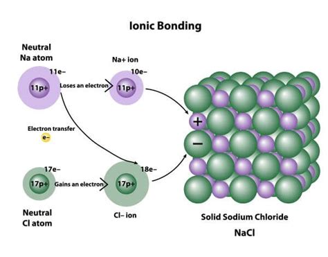 Ionic Bond Examples | Biology Dictionary