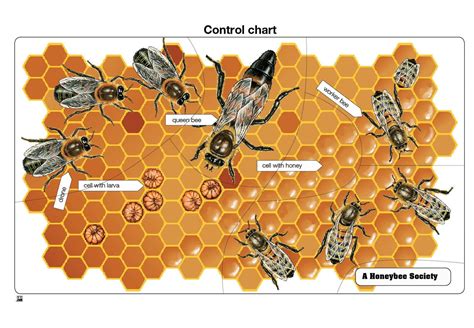 A Honey Bee Society Puzzle Anatomy of a Honey Bee Montessori Zoology ...