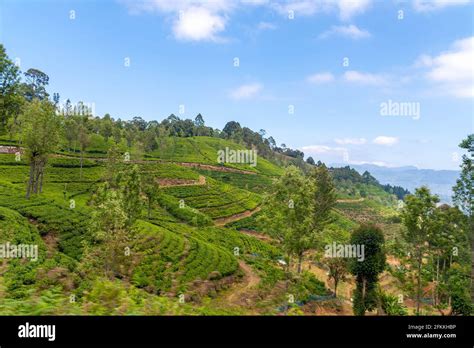 Nuwara Eliya tea fields of Sri Lanka Stock Photo - Alamy