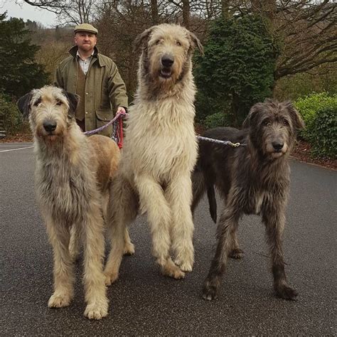 561 best Irish Wolfhound images on Pholder | Aww, Irishwolfhound and ...