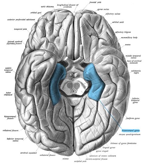 The parahippocampal gyrus is a grey matter cortical region of the brain ...