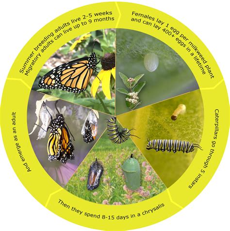 Monarch Butterfly Life Cycle Chart