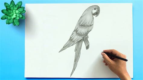 Parrot Pencil Drawing