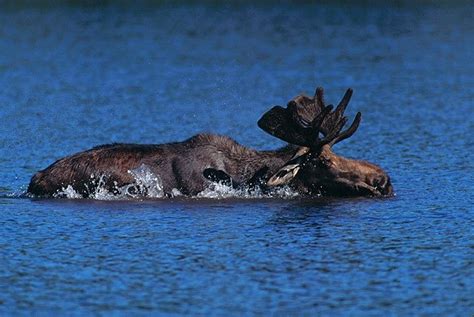 moose_swim