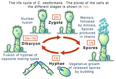 A PEACH OF A PATHOGEN: CRYPTOCOCCUS NEOFORMANS | SCQ