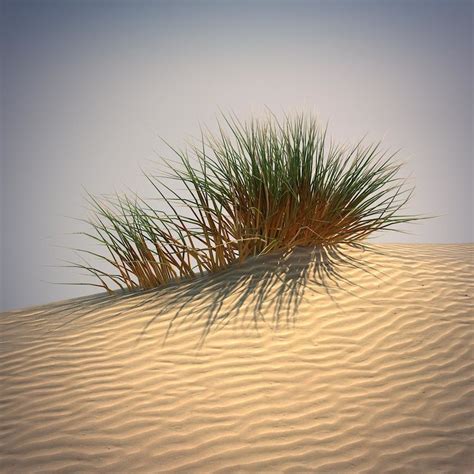 3d desert grass set