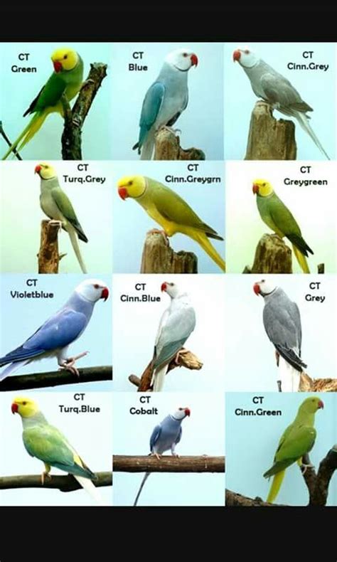 Ringneck Breeding Tips - Breeding Mania