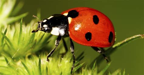 Ladybug Insect Facts | AZ Animals