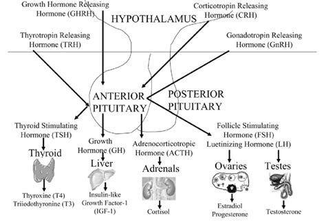 Hypothalamic Pituitary Hormones