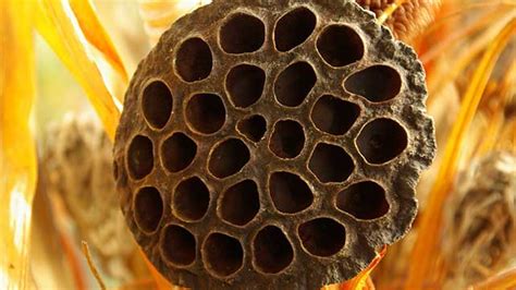 What is Trypophobia, Symptoms and Causes Treatment Of It - FOW 24 NEWS