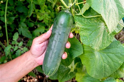 How to Grow Cucumbers