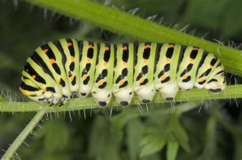 European Lepidoptera and their ecology: Papilio machaon