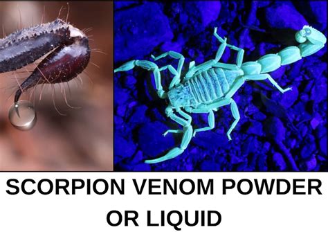 Black Scorpion Venom Powdered or Liquid 0.05 Ml Scorpion Venom Real - Etsy