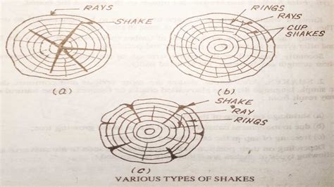 Defects in Timber | Its Types, Reasons.