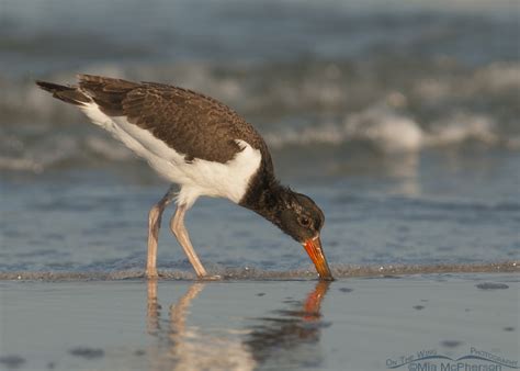 A young American Oystercatcher feeding by itself – On The Wing Photography