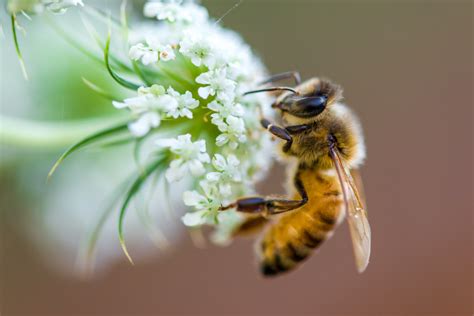 The Early Life of a Worker Bee - Live Bee Removal