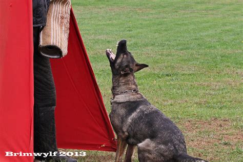 Schutzhund / IPO / IGP Training