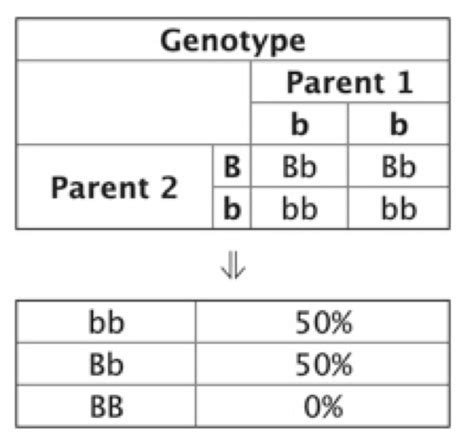 Heterozygous Punnett Square