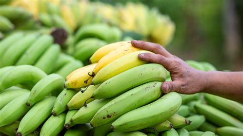 13 Types Of Bananas, Explained