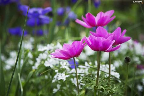 Flowers, Anemones - For desktop wallpapers: 2048x1365