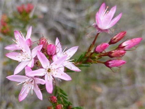 Plants That Grow In Clay Soil Australia - Plants BN