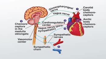 Central Chemoreceptors Located in the Medulla Provide Feedback