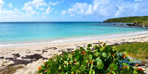 The Amazing Beaches of Vieques… One of the Islands of Puerto Rico | Vieques