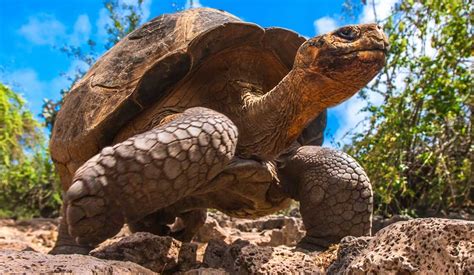 wildlife of galapagos islands Pin on wildlife galapagos islands