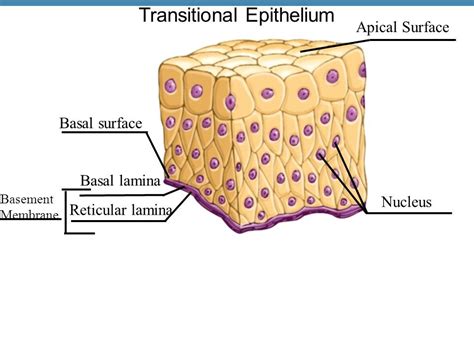 Transitional Epithelium | Introduction, Types & Function