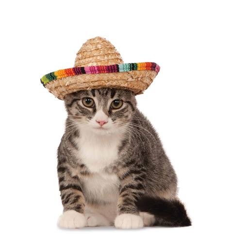 Straw Sombrero Cat Hat - Pet Costume Center