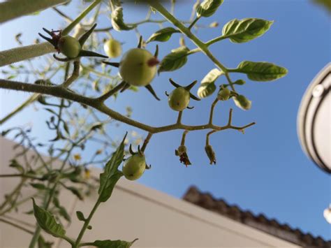 My cherry tomato plant has always been kinda sick. Despite that, it has ...