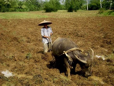 Farmer And Carabao Plowing The Field In The Philippines Stock Photo ...