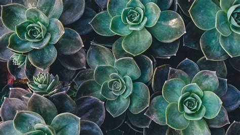 Succulents Wallpapers - Wallpaper Cave