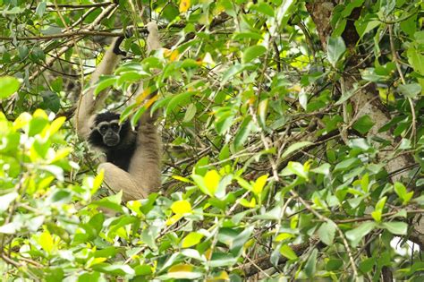 Pileated gibbon (Hylobates pileatus)